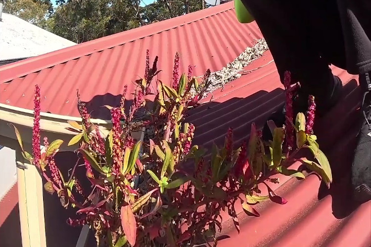 
The gutters bedecked with striking red-colored flora, signaling the commencement of cleaning.