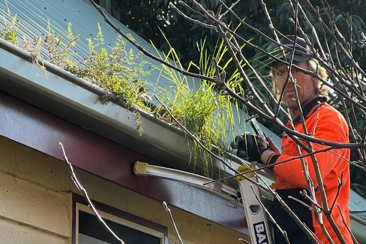 
Gutter cleaning pro in narooma showcases their expertise amidst the verdant gutter plant life.