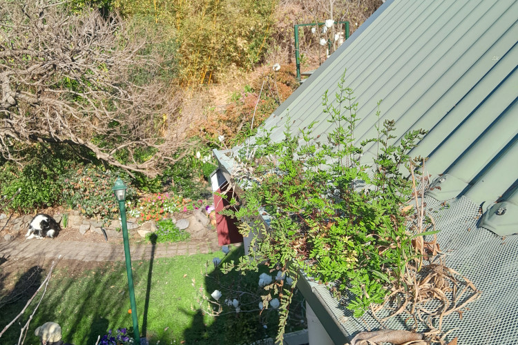 
Healthy plants breach a gutter guard in narooma, indicating the need for a cleaning.