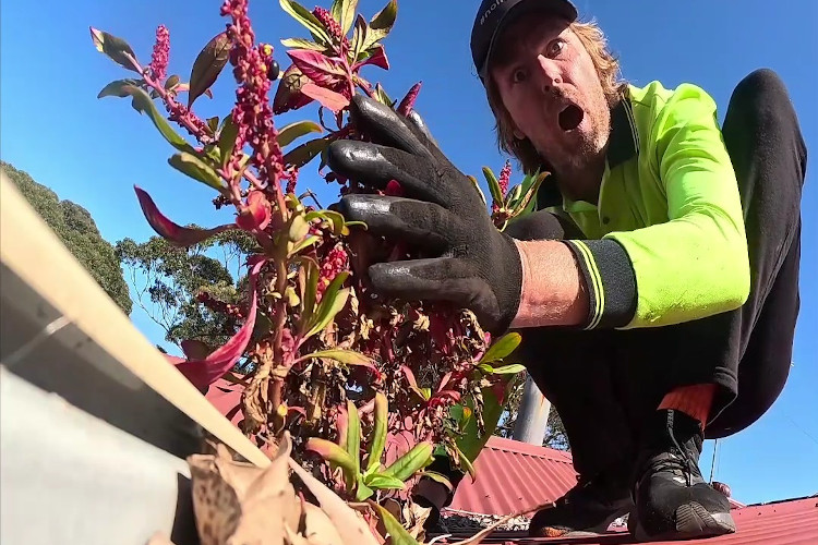 
Gutter cleaner in narooma amazed by the sight of lovely plants blooming from the guttering.