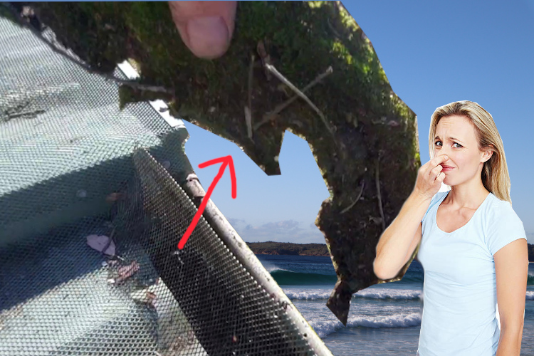 
Woman Reacts to Odor During Moss Removal by narooma Gutter Cleaning Service Under Gutter Guard