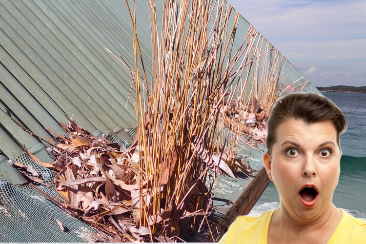 
Unexpected Plant Growth in narooma Gutter Guards Startles Woman